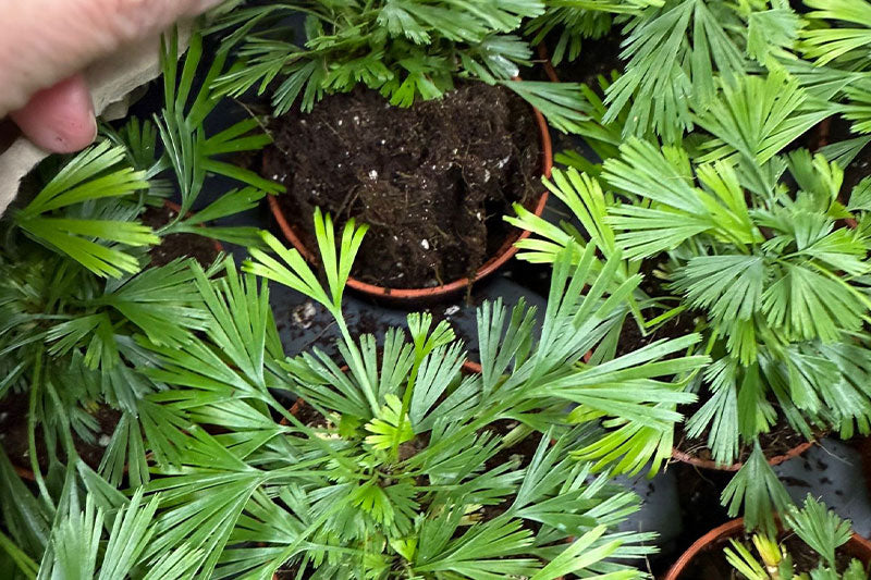 Wholesale Buying Mistakes New Plant Retailers Make (and How to Avoid Them)