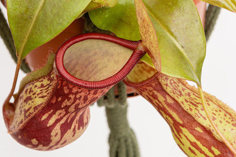 How to Forecast Wholesale Plant Demand (Without Overbuying)