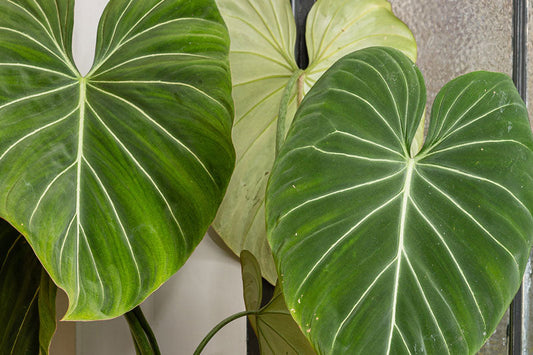 Plant Retail Trends to Watch in 2027 (Beyond Rare Plants & Variegation)