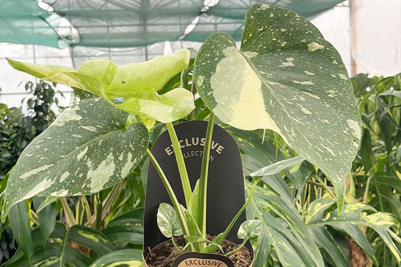 Where Independent Plant Shops Really Make (and Lose) Money