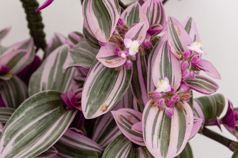 Wholesale Plant Grading Explained: What Size, Quality & Consistency Really Mean
