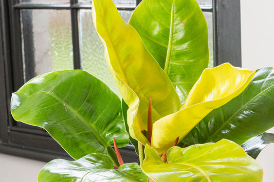 Wholesale Plants for Pop-Up Shops: How to Buy, Display & Sell Quickly