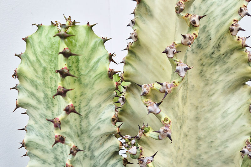 Wholesale Plant Accessories: What Sells Best in 2026