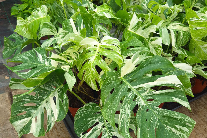 How to Price Wholesale Houseplants for Retail: Margin Bands + Simple Markup Rules