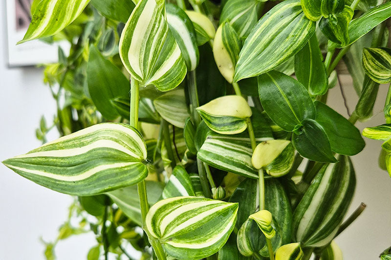 How to Reduce Returns and Refunds in Plant Retail: Photos, Policies, Packing, Aftercare
