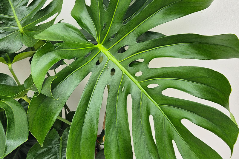 Plant Maintenance Plans for Businesses: What to Include + How to Sell It