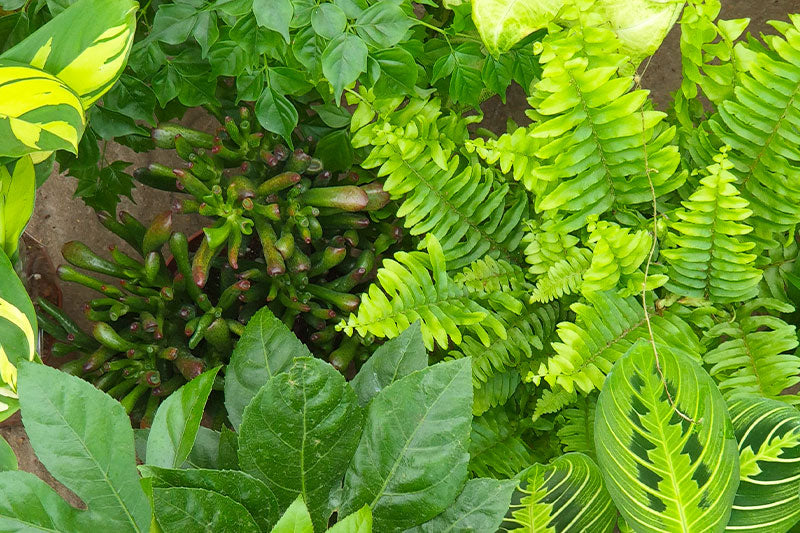 How to Create a ‘Plant + Pot’ Upsell Strategy (Bundles, Attach Rates, POS Scripts)