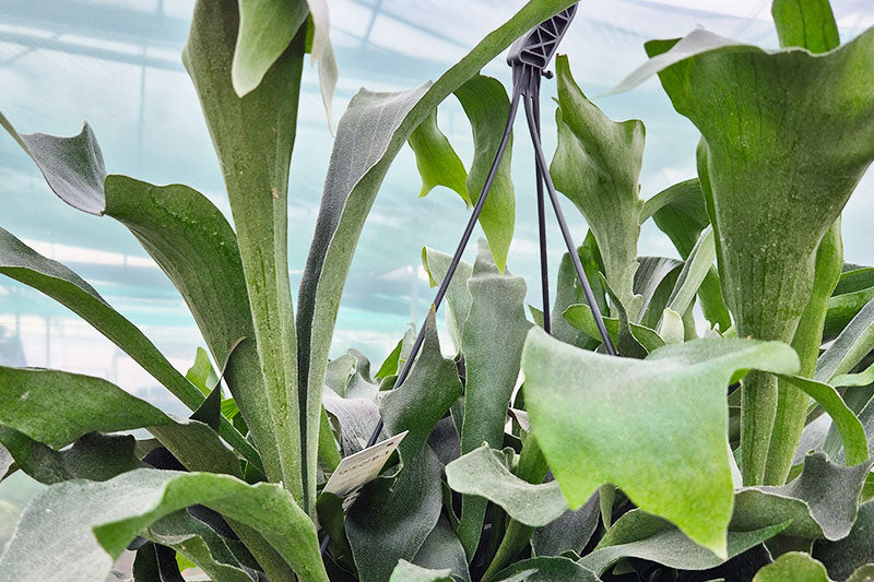Plant Care Cards for Retail: What to Include + Free Template Ideas