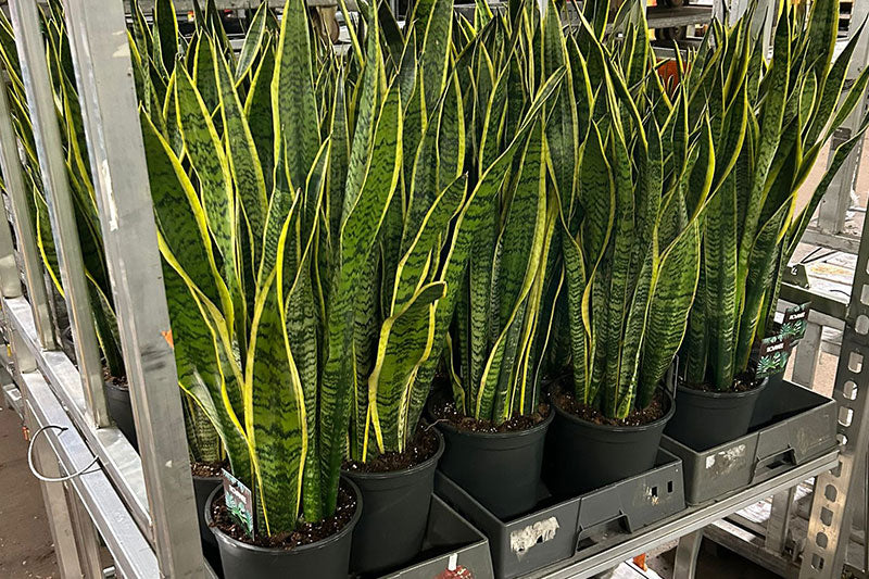 Wholesale Garden Centres: What to Stock by Customer Type (Families, Gardeners, New Homeowners)