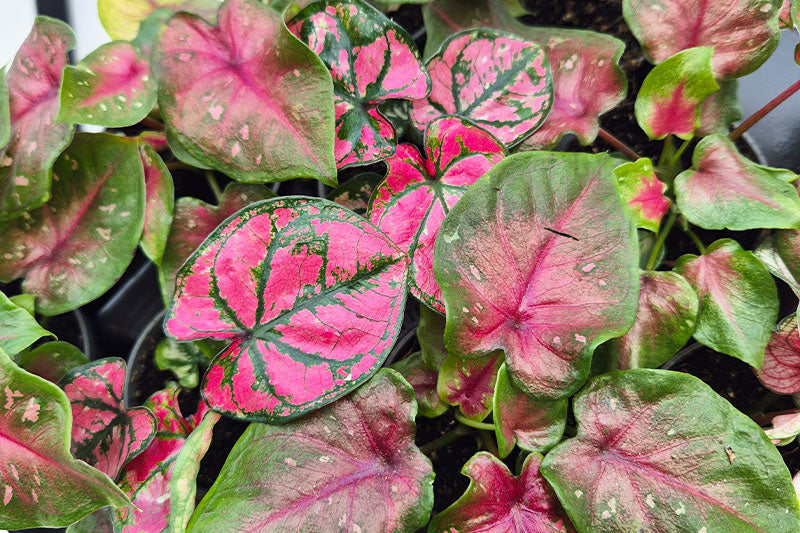 Preventing Pests in Retail: Quarantine, Inspection Checklists, and Customer Confidence