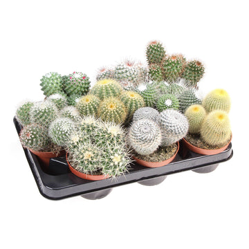 Cacti