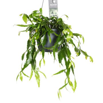 Rhipsalis
