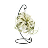 Air Plants