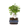 Bonsai
