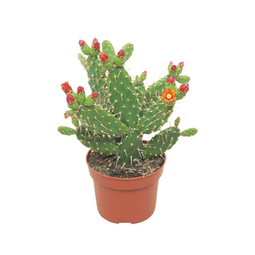 Cacti & Succulents