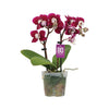 Orchids
