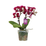 Orchids