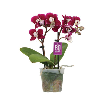 Orchids