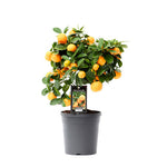 Citrus