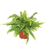 Ferns