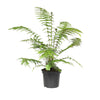 Ferns