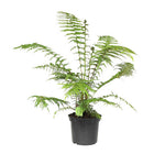 Ferns