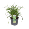 Grasses