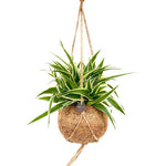 Kokodama