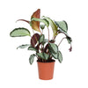 Other Houseplants
