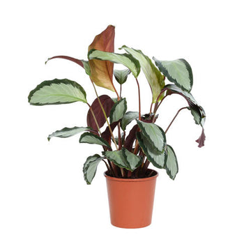 Other Houseplants