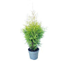 Other Outdoor Plants
