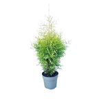 Other Outdoor Plants