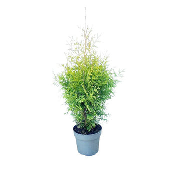 Other Outdoor Plants