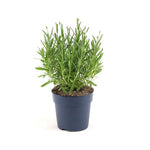 Perennials