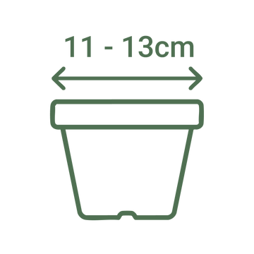11 - 13cm Dia