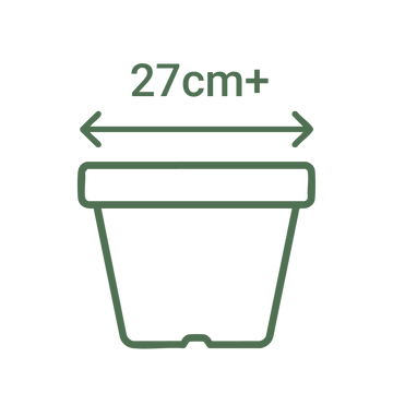 27cm+ Dia