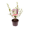 Shrubs