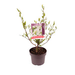 Shrubs