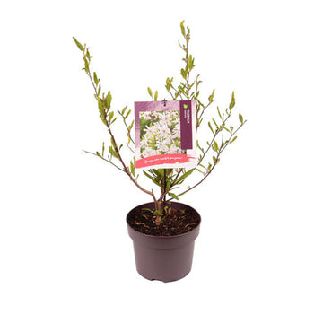 Shrub Plants