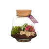 Terrariums