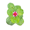 Water Lilies