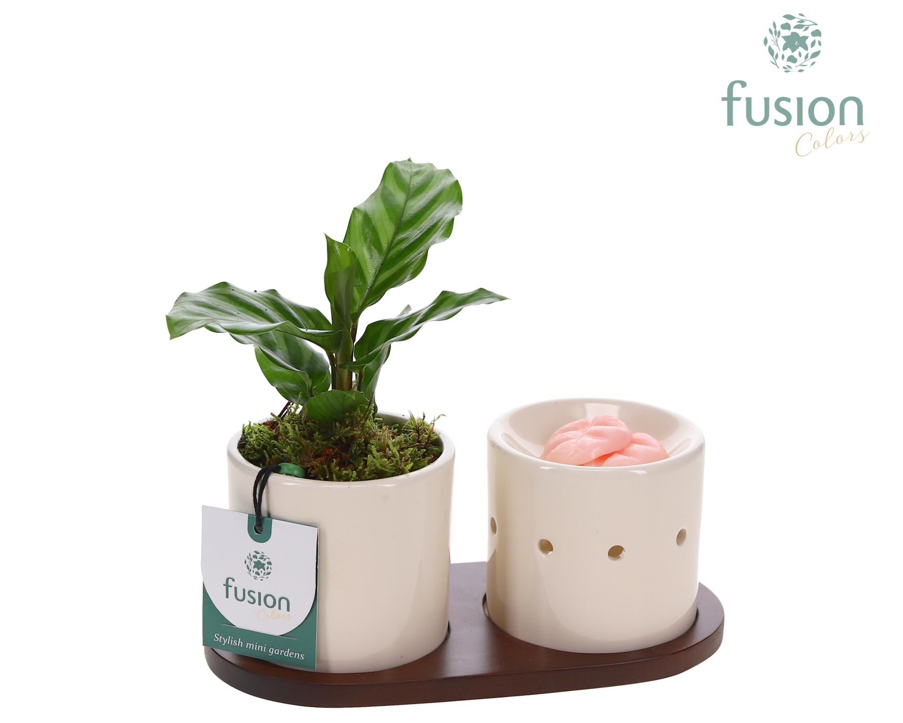 Fusioncolors BV Fusion Scents keramiek Gift set plankje met Calathea Pack of 4
