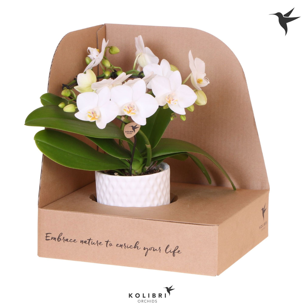 Phalaenopsis multiflora white 30cm 9cm Pot
