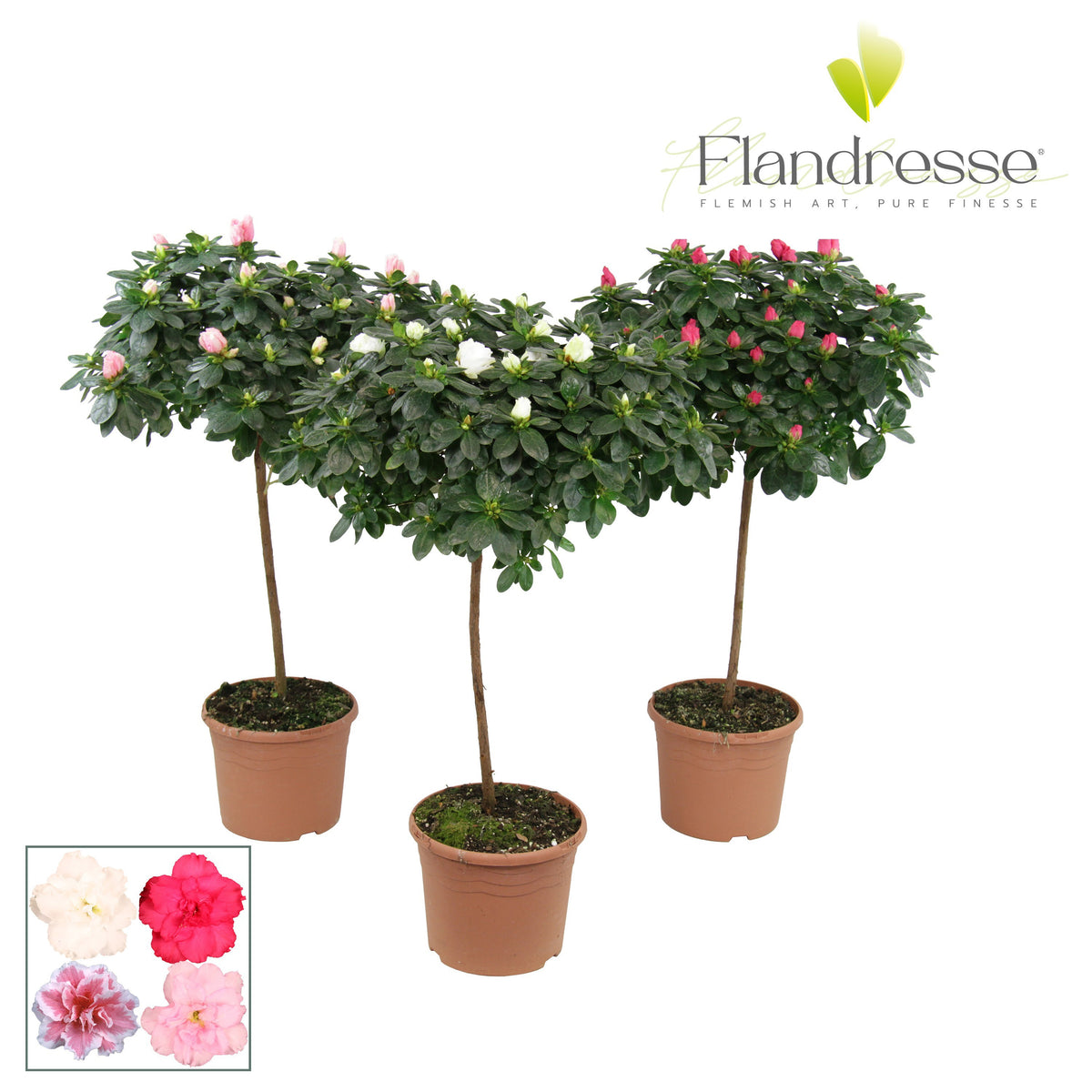 Rhodo. mix Azalea Flandresse 65cm 19cm Pot