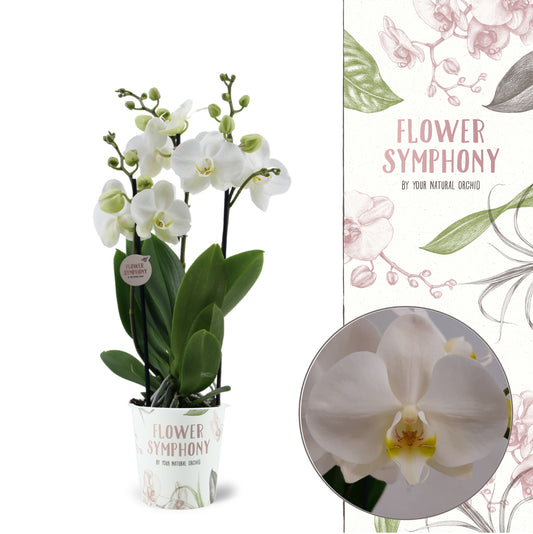 Phalaenopsis Inverness 45cm 12cm Pot