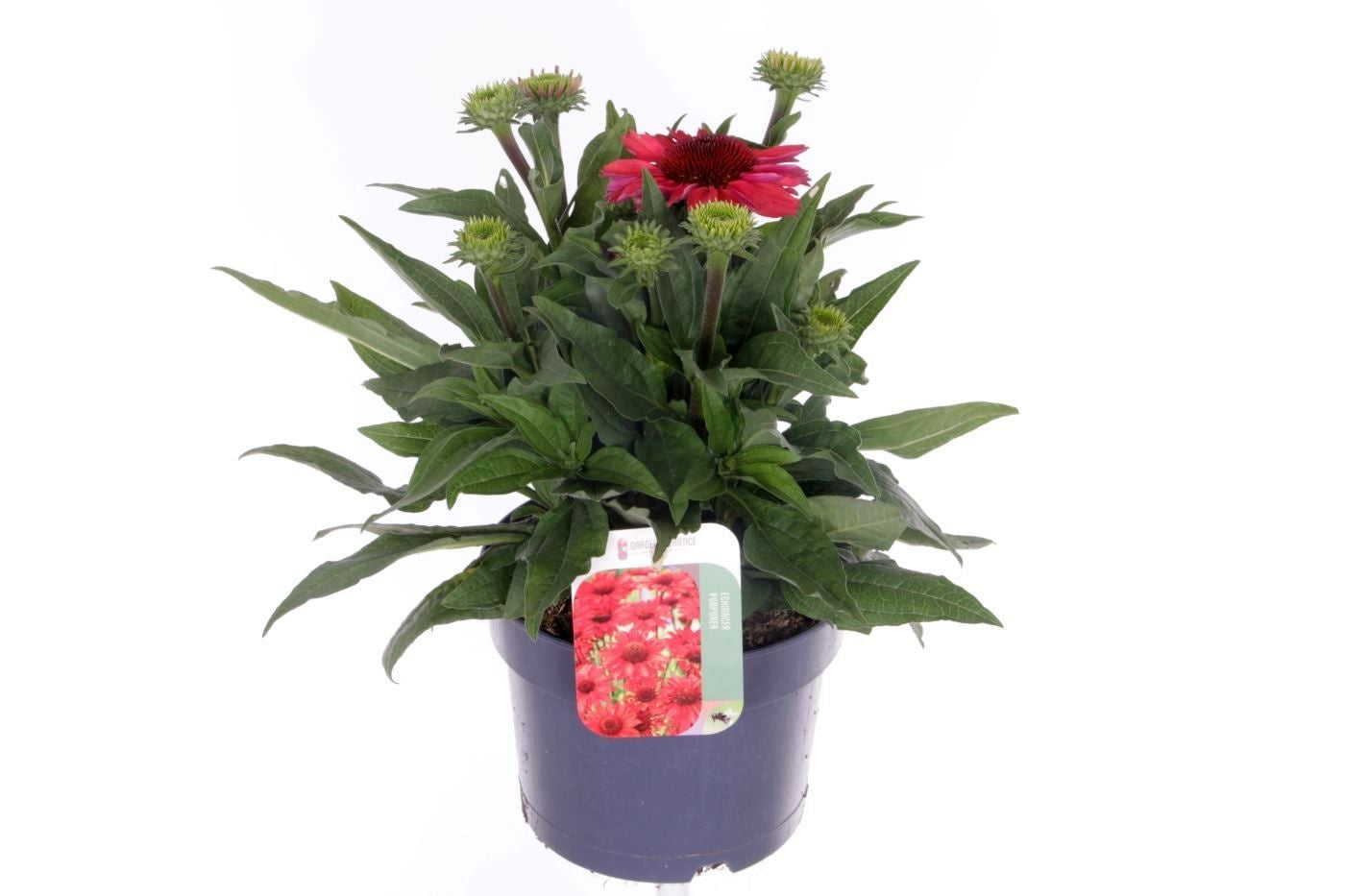 Echinacea Sunmagic 40cm 17cm Pot