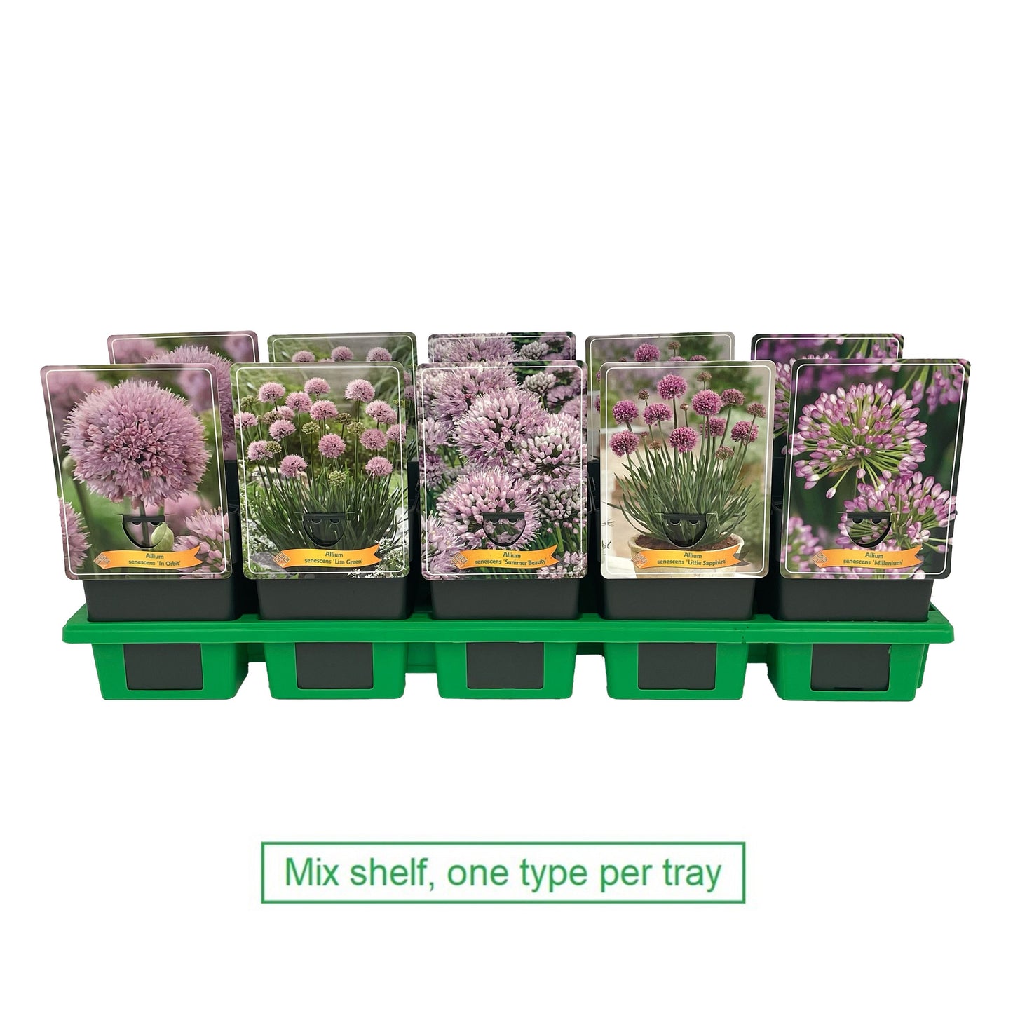 Allium mix 25cm 11cm Pot