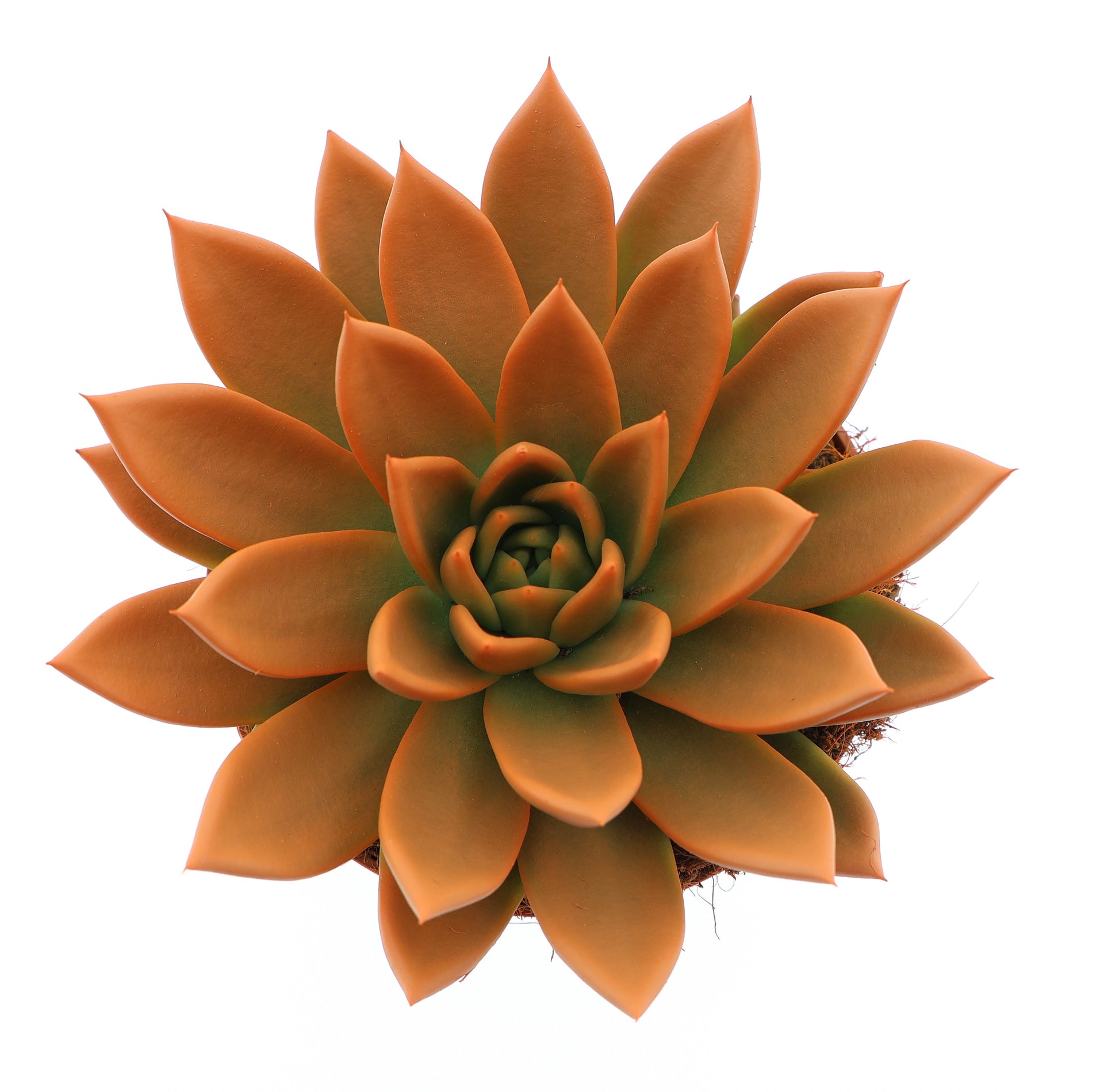 Euro Cactus Holland Bv Rainbow orange Pack of 6