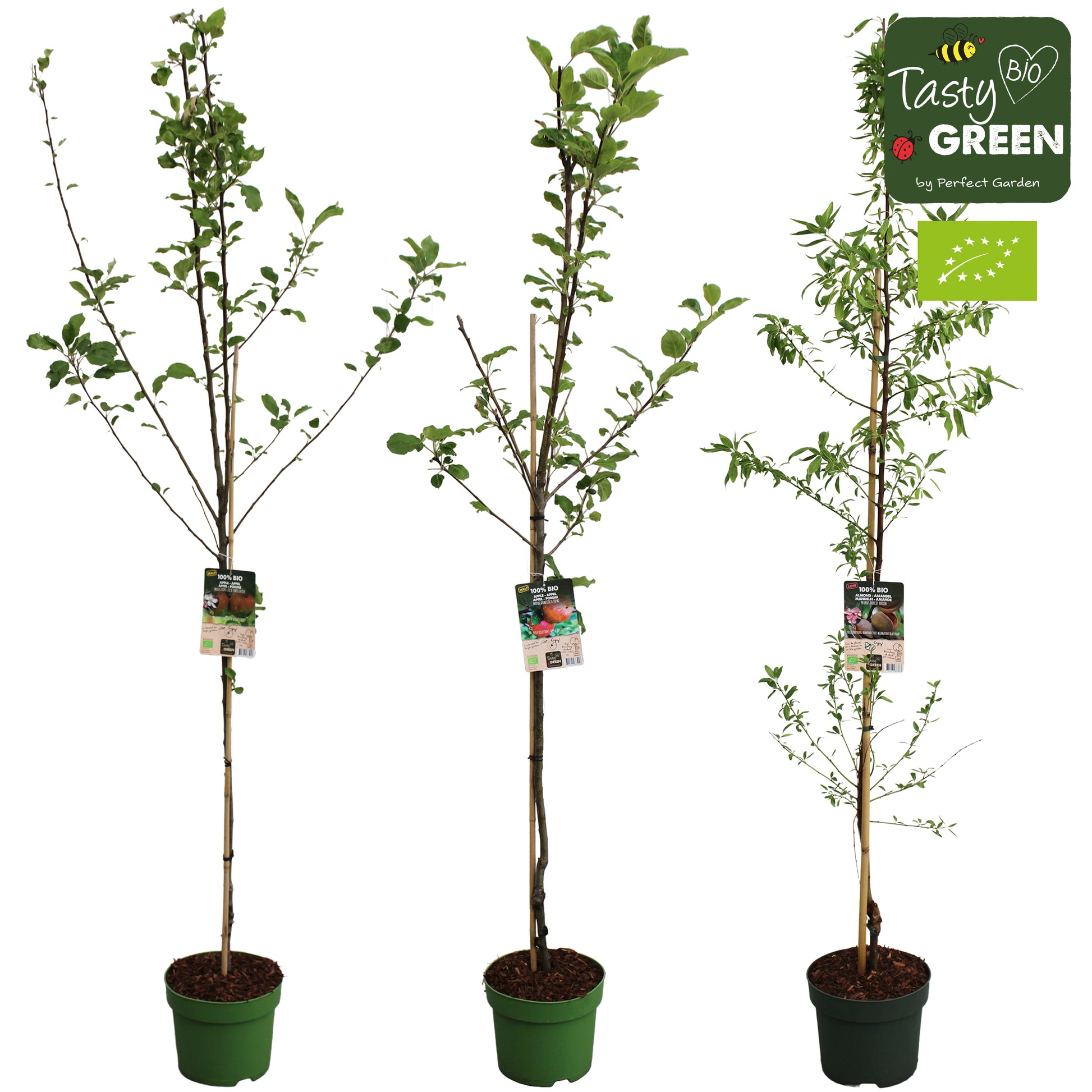 Hoogeveen Plants BV Fruit mix Pack of 20