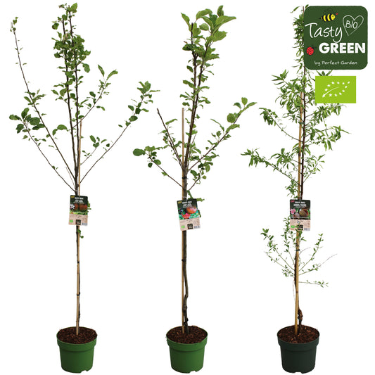 Hoogeveen Plants BV Fruit mix Pack of 20